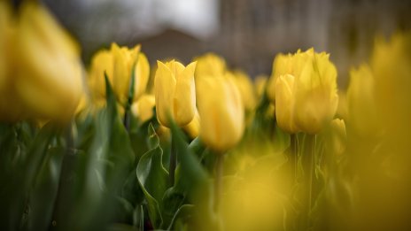 Времето днес: Слънчево, градусите до 20