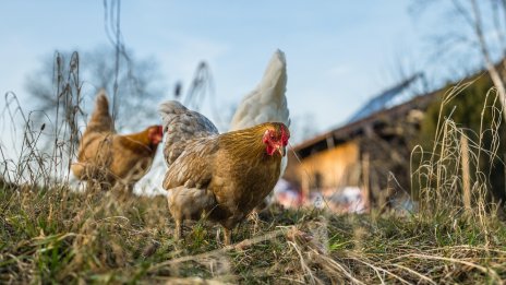 Умъртвяват над 39 хиляди кокошки-носачки във ферма в Цалапица