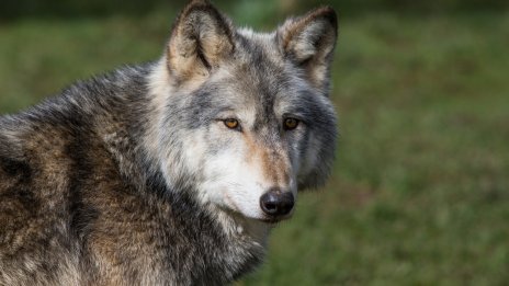 Пуснаха на свобода вълка, който ухапа жена в търговски район на Хамбург