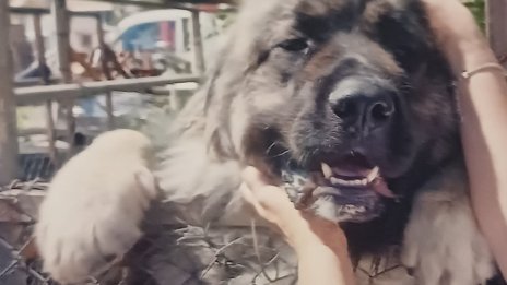Жестокост: Убиха кучето на певицата Катя Близнакова
