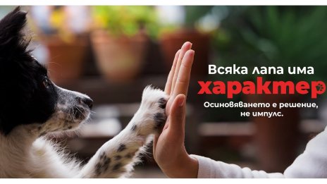 7 ключови стъпки за по-отговорно и успешно осиновяване на куче