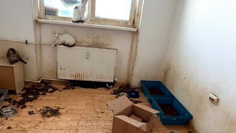 Изнесоха 115 котки от апартамент в Букурещ