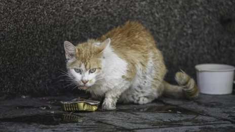 Учени разгадаха генетичната тайна на оранжевите котки