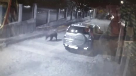 Мечка броди нощем по улиците в Карлово 