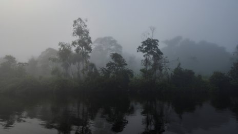 В Бразилия: Учени лишават дървета от вода, тестват лимита на Амазония