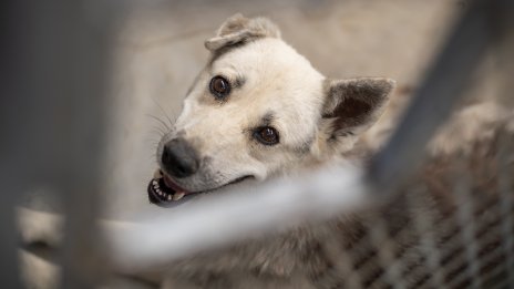 Истанбул решава проблема с бездомните кучета, събира ги всичките