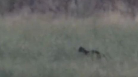 Щракнаха черния леопард край Дупница ВИДЕО