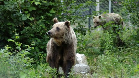 Мечките в Белица се събудиха, паркът вече е отворен за посещения