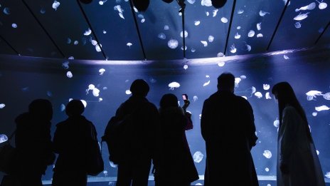Защо всички обикнаха музея на медузите в Украйна?