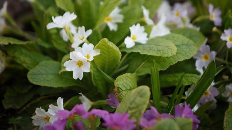 Пролетта идва днес в 16:46 часа, студена и с дъжд 