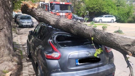 Дърво падна и премаза автомобил в София 