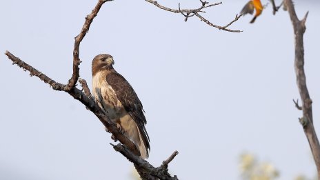 Американец влиза в затвора, дал алкохол на птица от защитен вид