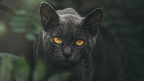 Голяма котка, приличаща на пума, беше забелязана край Варшава
