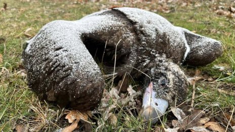 Откриха мъртви черни лешояди край Котел