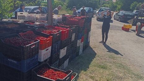 Кюстендилската череша тръгва към пазара по 0.80 цента за кило