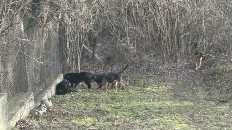 Трябва ли да се хранят бездомните кучета и кога те стават агресивни?