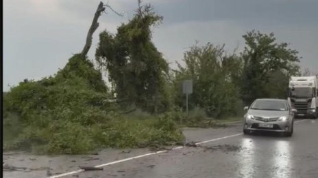 Бурен вятър събори дървета и клони в Руснеско, затрудни движението по пътища