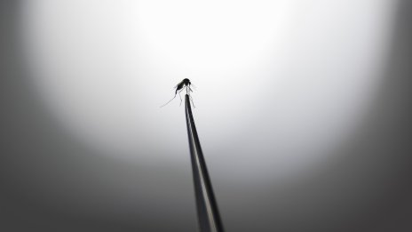 Комари се появиха в Исландия, това е показател за екопроблеми