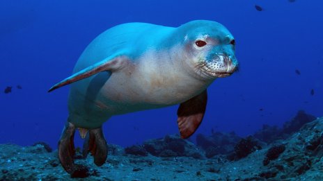 След делфина във Венеция се появи и тюлен монах