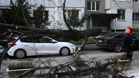 Дърво падна върху кола в София, по чудо няма жертви