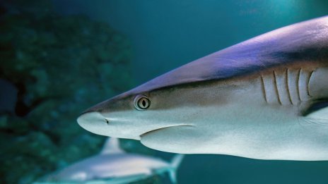 Десетки бахамски акули са надрусани с кокаин, кофеин и болкоуспокояващи