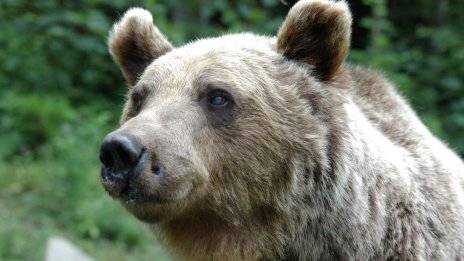 “Четири лапи”: Две мечки от Украйна намериха дом в Парк за мечки Белица