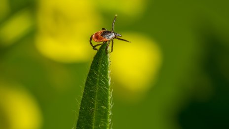 Идея: Хората да бъдат хапани от ГМО кърлежи, за да спрат да ядат месо