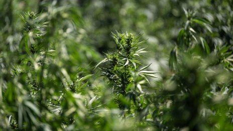 Заловиха над пет тона марихуана и оръжия в село в Сърбия