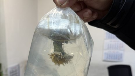 За първи път в България: Живи корали задържаха митничари на "Капитан Андреево"