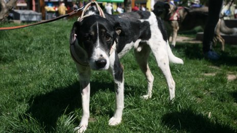 17 кучета в един апартамент във Варна, зловонието е непоносимо