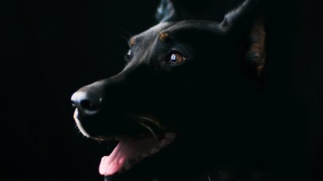 Жестокост в Гоце Делчев: Мъж влачи куче, вързано за камиона му