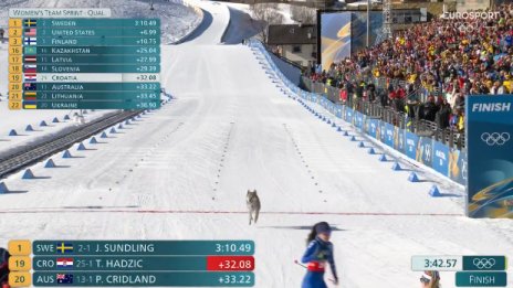 Атракция: Опитомен вълк финишира в олимпийското състезание в отборното ски бягане ВИДЕО