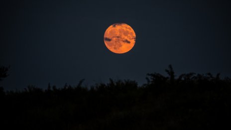 Какво да очаквате според зодията на Боброва луна?