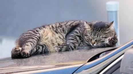 Прокуратурата в Ямбол се самосезира заради жестокост към котка