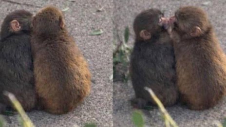 Маймунчето Пънч откри любовта ВИДЕО