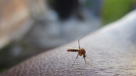 Нов подход: Антималарийно лекарство превръща инфекцията във ваксина
