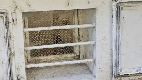 Уникално: Отглеждат гълъби в мазе в столичния кв. "Разсадника"
