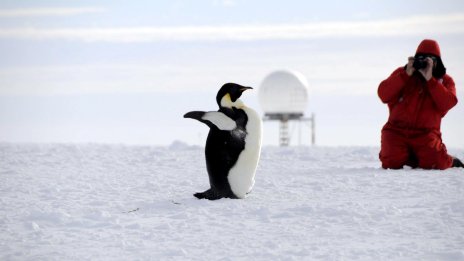 Императорските пингвини вече са застрашен вид