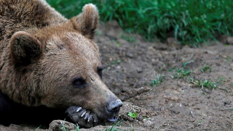 Мечка нападна овчар в Румъния