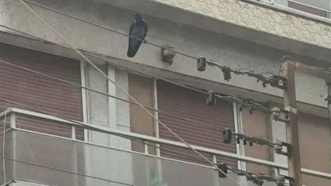 Врана нападна и рани трима в Солун ВИДЕО