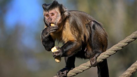 Могат ли да пият поровете и геймъри ли са маймуните?