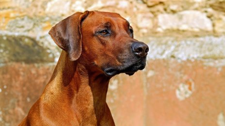 Жена е нахапана от ловни кучета, собственикът им е задържан