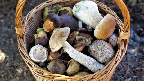 Увеличават се случаите на натровени с гъби в Шуменско