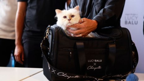 Котката на Карл Лагерфелд, Шупет, се оказа бедна 