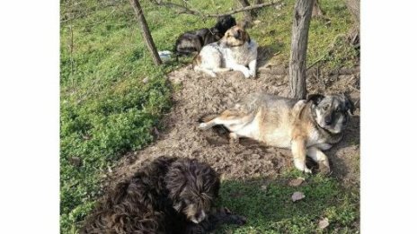 Четирима герои без име: Бездомни кучета спасиха човек от пожара във "Фанагория"