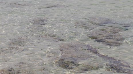 11 мъртви риби в река Черна, взеха проби от водата