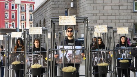 В защита на телетата: хора в клетки посрещнаха депутатите СНИМКИ