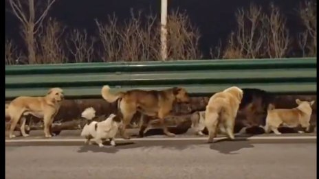 Седем откраднати кучета завладяха сърцата на милиони, избягаха от месофабрика и се прибраха у дома ВИДЕО