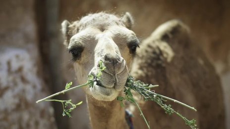 Саудитска Арабия вече ще издава паспорти на камилите