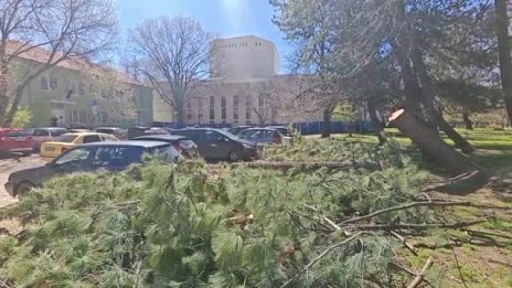 Дървета се срутиха върху коли в София ВИДЕО